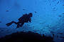 3 Day/ 1 Night Live aboard Referral (not for certified divers or snorkelers)on MV Kangaroo Explorer
