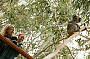 Koala Conservation Centre