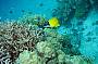 3 Day/ 2 Night Trip Dive Trip - MV Kangaroo Explorer (qualified divers only)