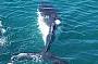 Whale