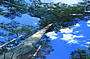 See or climb The Diamond Tree