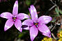 Perths Best Wildflower Tour with Lunch